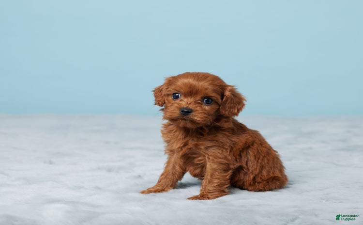 Cavapoo dogs for sale - Ad 1
