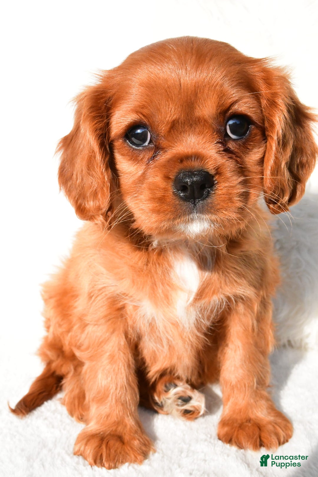 Cavalier King Charles Spaniel dogs for sale: Cavalier King Charles Spaniel 2 puppies - Image 4
