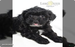 Yorkiepoo dogs for sale: Royal - Image 1