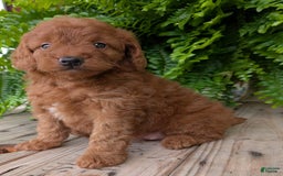 Mini Goldendoodle dogs for sale: Mini -lilly - Image 21