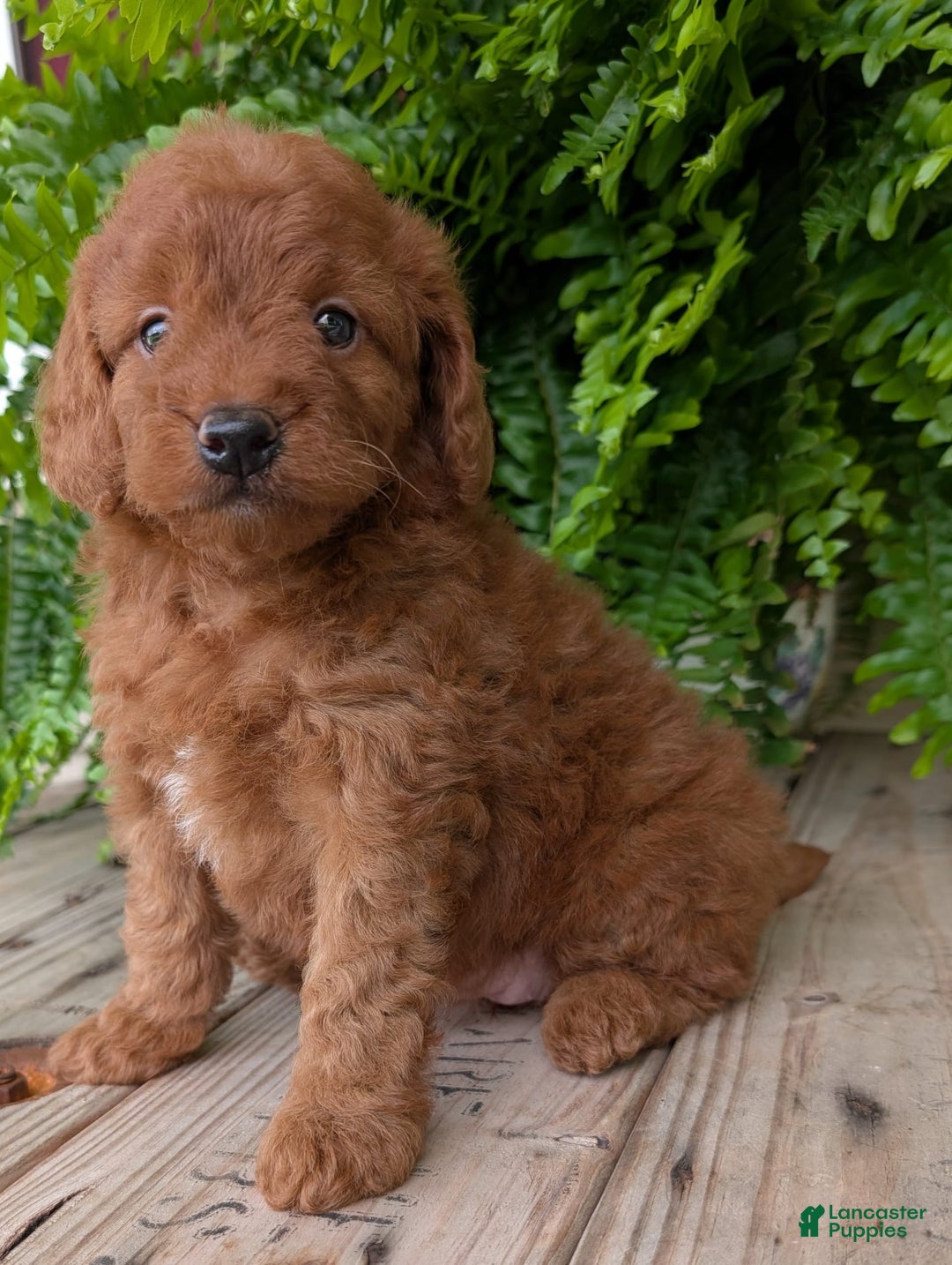 Mini Goldendoodle dogs for sale: Mini -lilly - Image 21