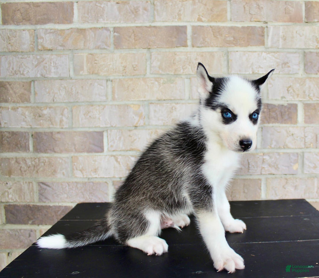 Siberian Husky dogs for sale: Asher - Image 4