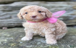 Miniature Poodle dogs for sale: Taren - Image 1