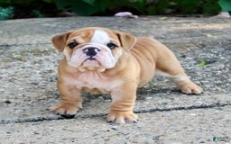 English Bulldog dogs for sale: Wyatt - Image 6