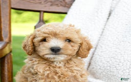 Havapoo dogs for sale: Pebbles - Image 3