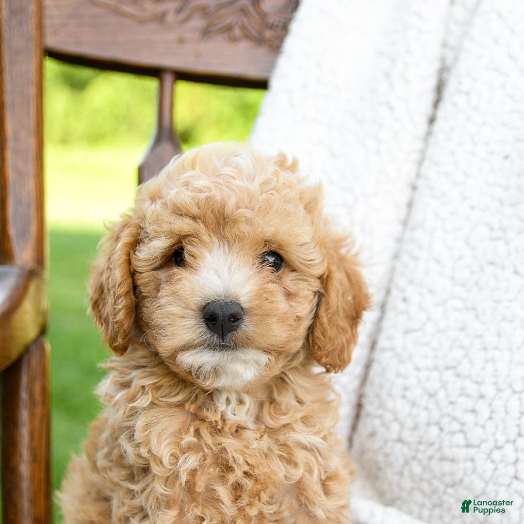 Havapoo dogs for sale: Pebbles - Image 3