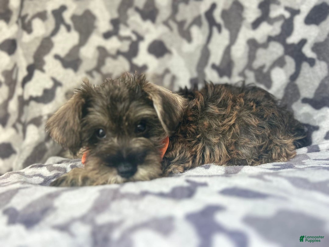 Miniature Schnauzer dogs for sale: Stitch - Image 8