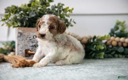 Miniature Poodle dogs for sale: Chip - Image 3