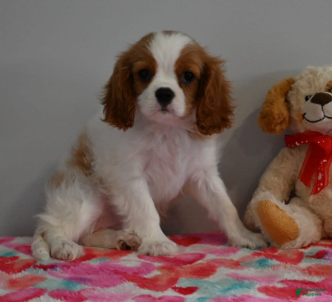 Cavalier King Charles Spaniel dogs for sale: Pearl - Image 1