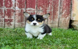 Welsh Corgi Pembroke dogs for sale: Welsh Corgi (Pembroke) 8 puppies - Image 9