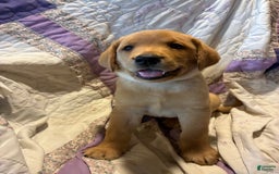 Labrador Retriever dogs for sale: Jasper - Image 4