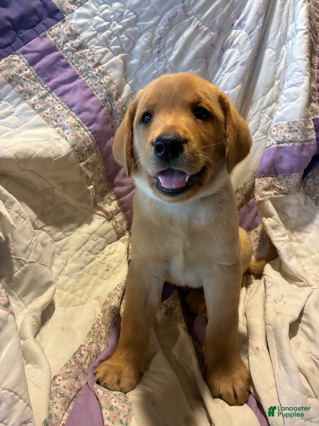 Labrador Retriever dogs for sale: Jasper - Image 4