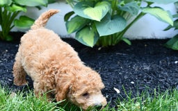 Mini Goldendoodle dogs for sale: Lucy - Image 7