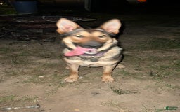 German Shepherd dogs for sale: Roxie - Image 2