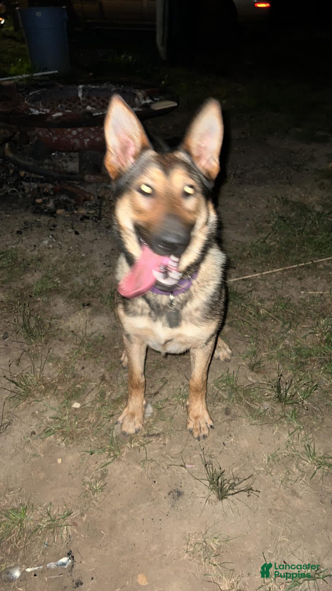 German Shepherd dogs for sale: Roxie - Image 2