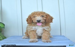 Mini Goldendoodle dogs for sale: Nollie - Image 5