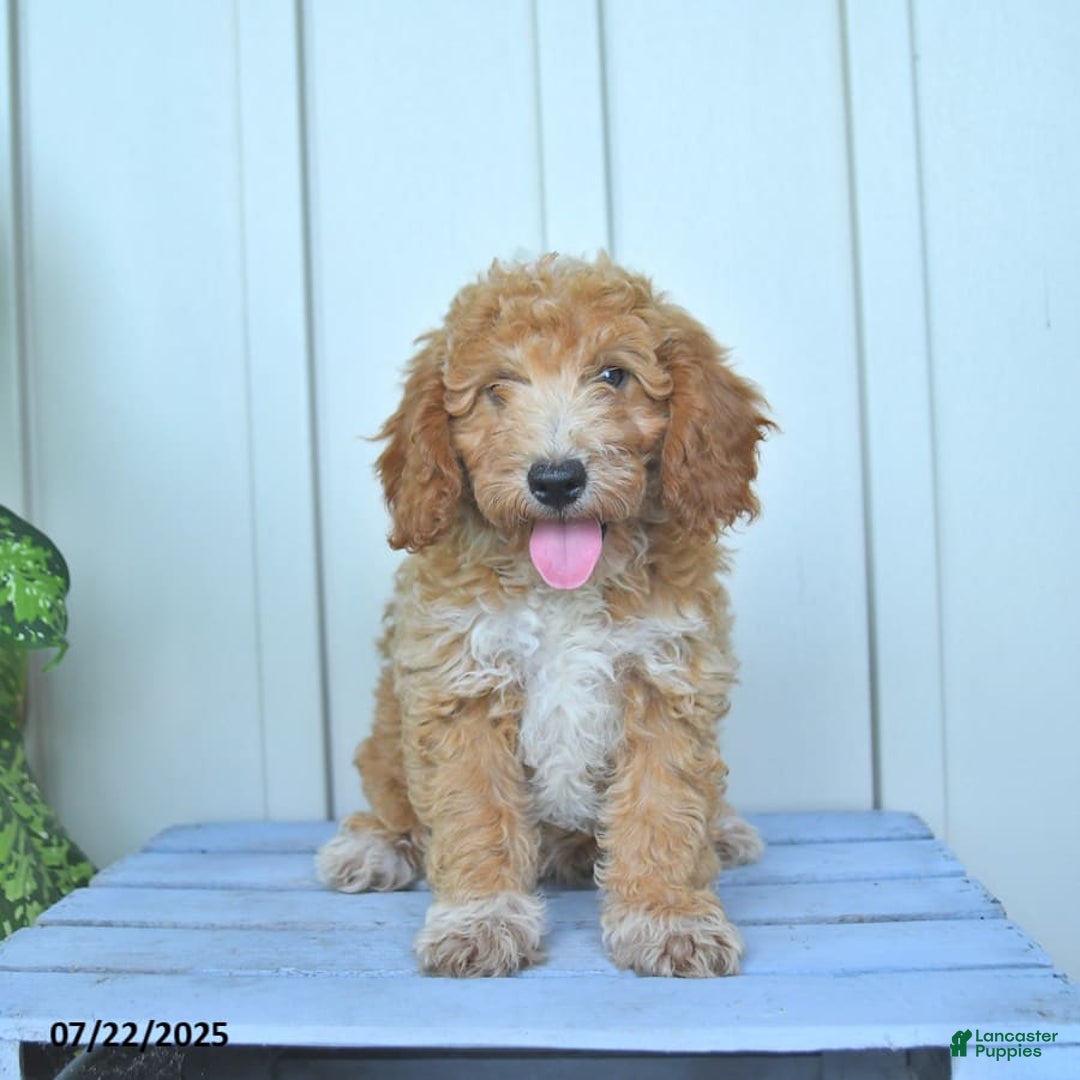 Mini Goldendoodle dogs for sale: Nollie - Image 5