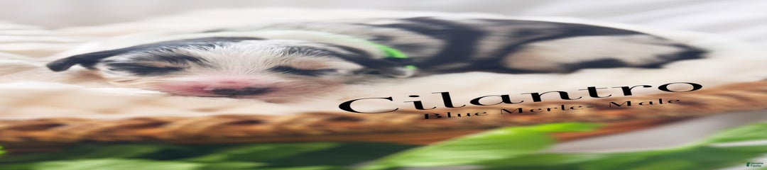 Cilantro
