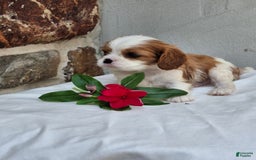 Cavalier King Charles Spaniel dogs for sale: Splash - Image 1