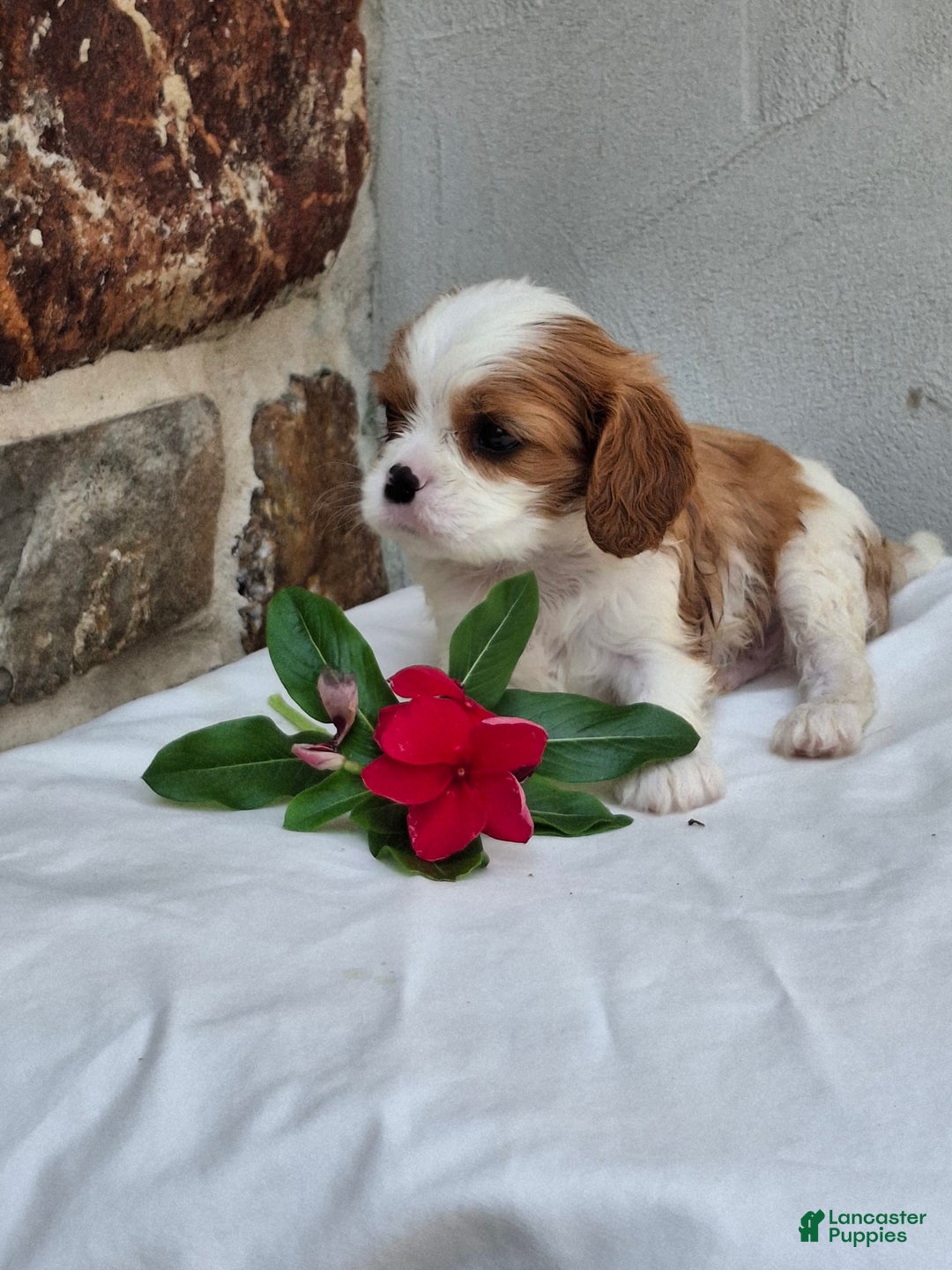 Cavalier King Charles Spaniel dogs for sale: Splash - Image 1