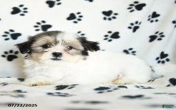 Shorkie dogs for sale: Karl - Image 4