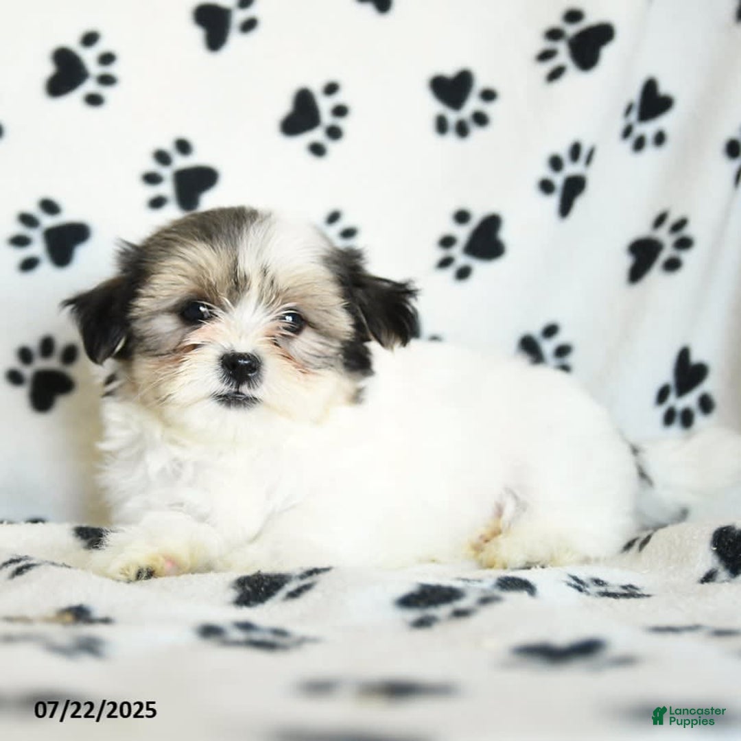 Shorkie dogs for sale: Karl - Image 4