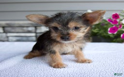 Yorkshire Terrier dogs for sale: Titus - Image 5