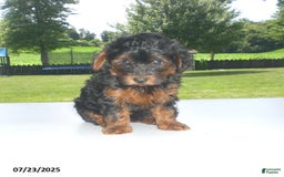 Yorkiepoo dogs for sale: Mia - Image 12