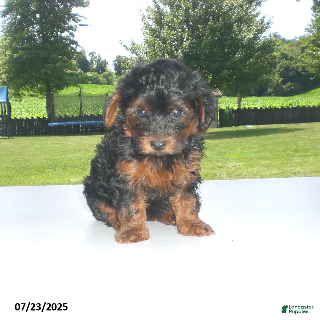 Yorkiepoo dogs for sale: Mia - Image 12