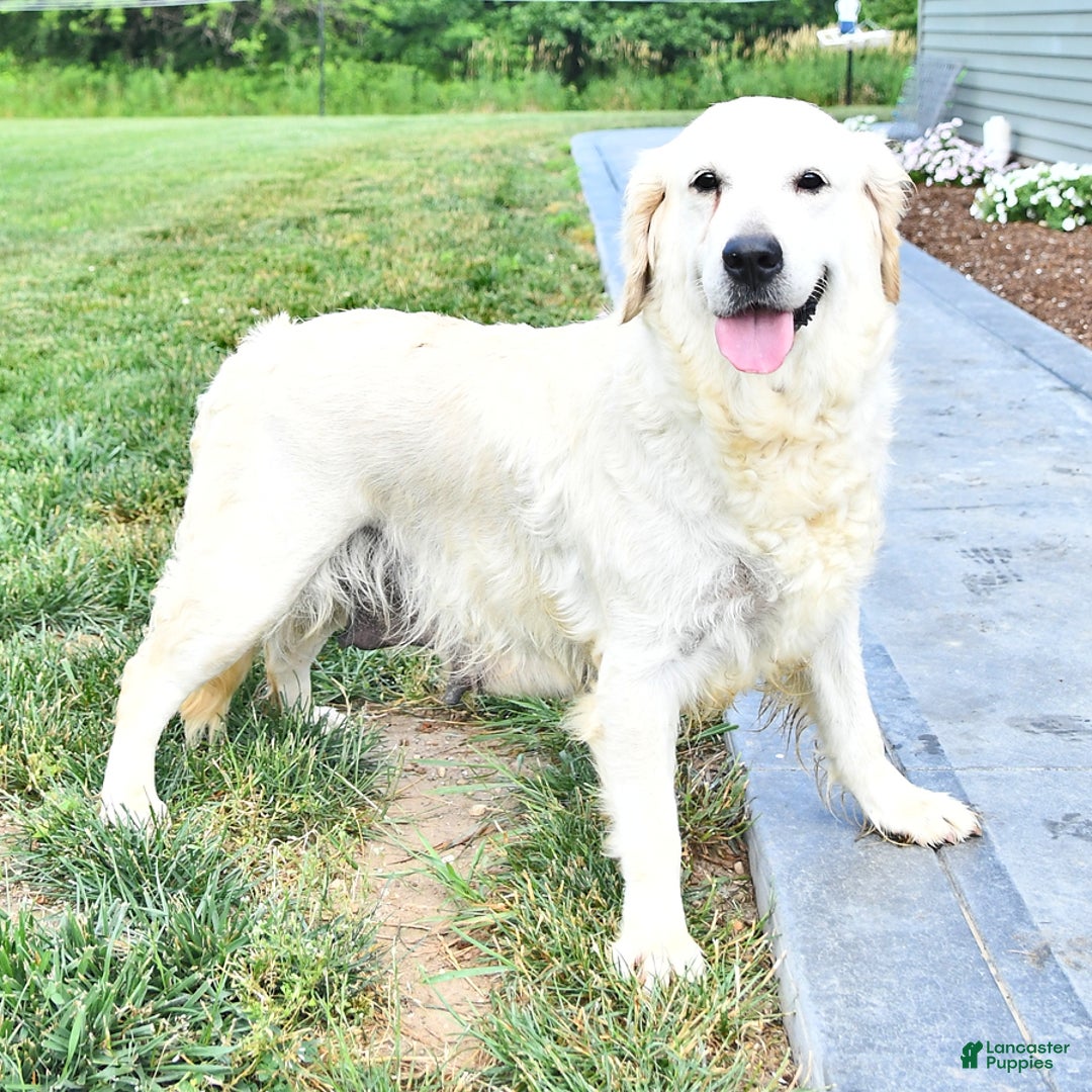 Golden Retriever dogs for sale: Charlie - Image 6