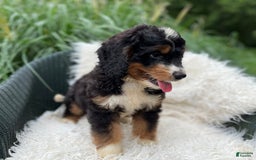 Bernedoodle dogs for sale: Charley - Image 5