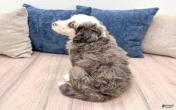 Mini Bernedoodle dogs for sale: Axle - Image 6