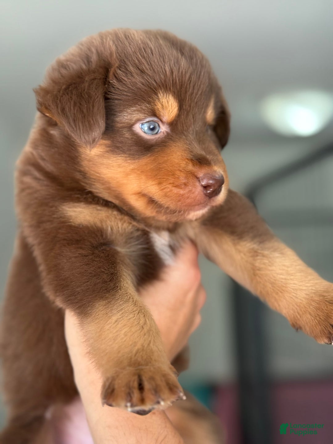 Australian Shepherd dogs for sale: Barnaby - Image 2