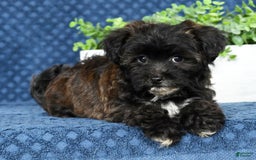 Havapoo dogs for sale: Elvis - Image 6