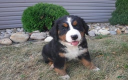 Bernese Mountain Dog dogs for sale: Dustin - Image 3