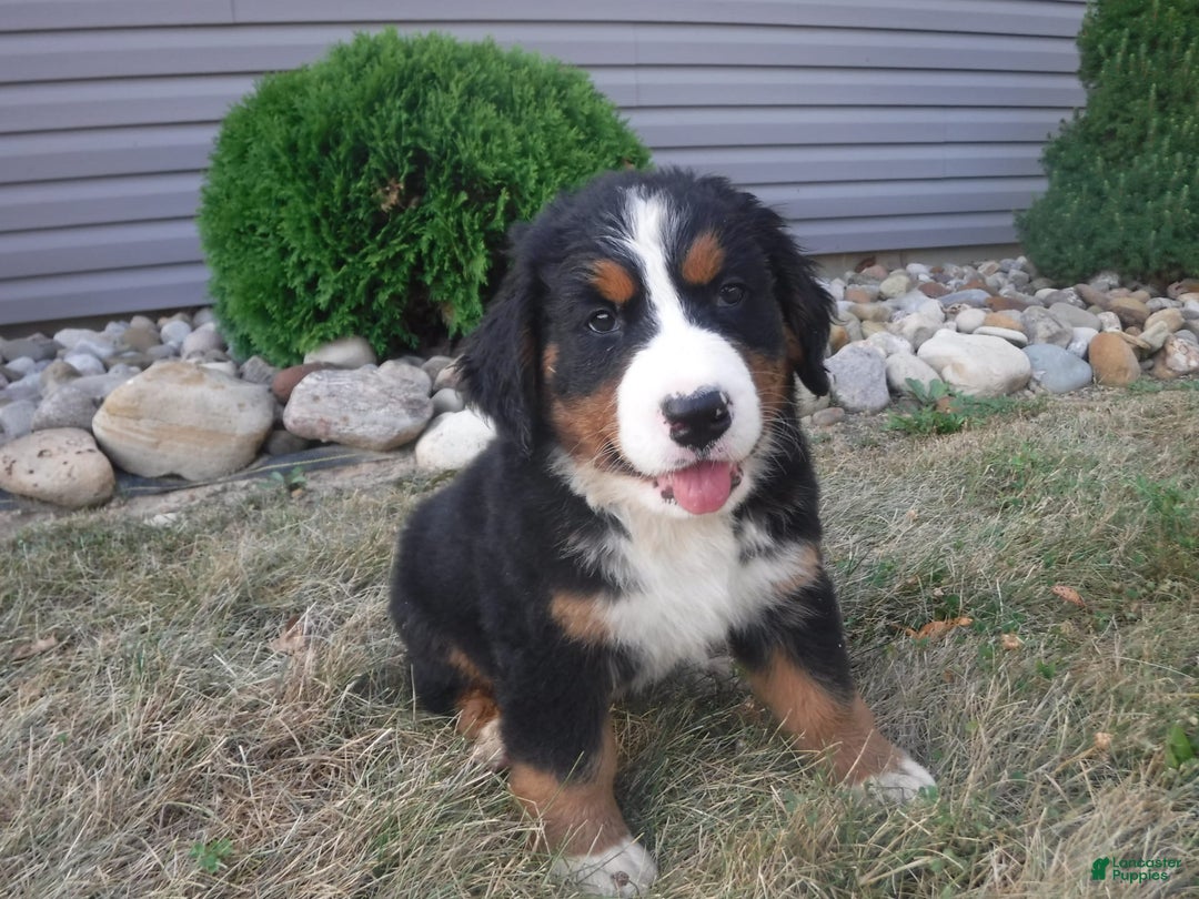 Bernese Mountain Dog dogs for sale: Dustin - Image 3