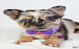 French Bulldog dogs for sale: Cookie - Image 7