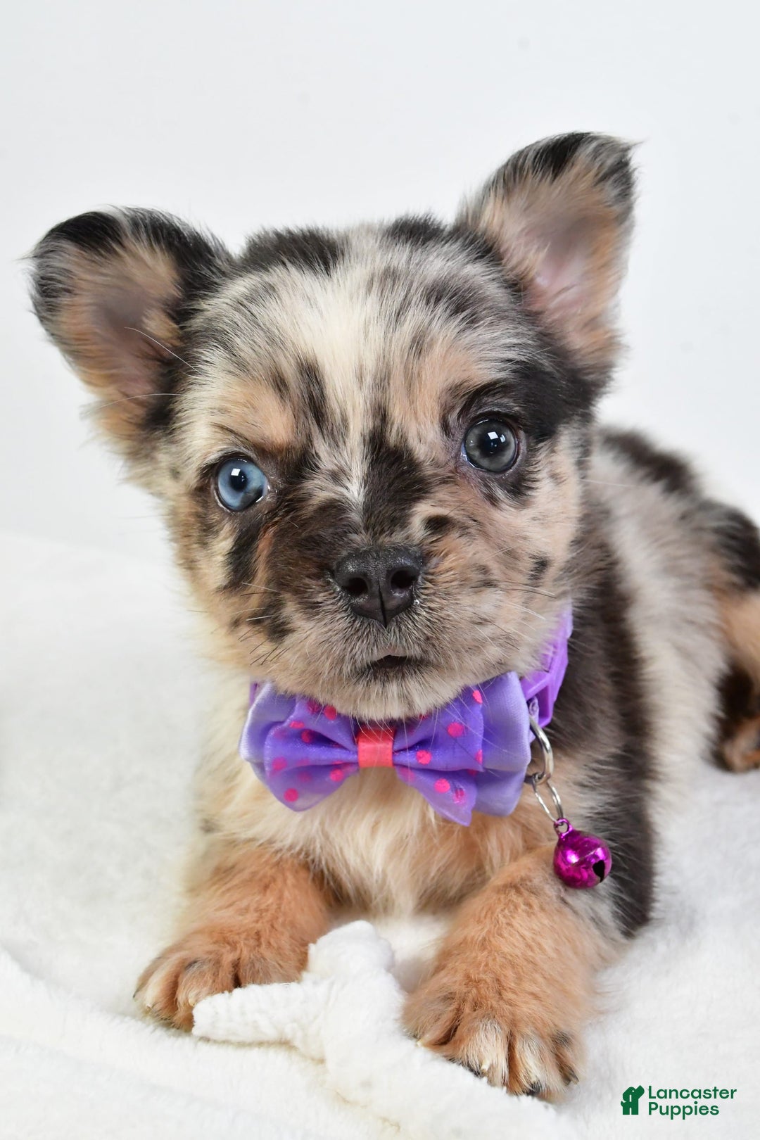 French Bulldog dogs for sale: Cookie - Image 7
