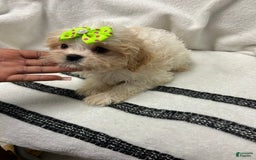 Cavapoo dogs for sale: Maxxime - Image 1