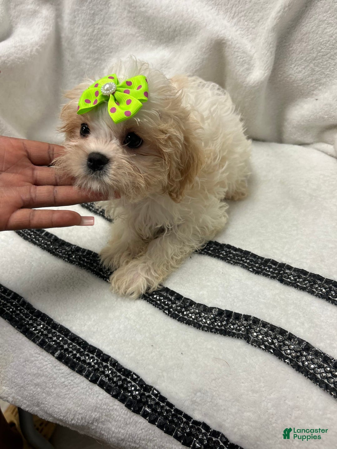 Cavapoo dogs for sale: Maxxime - Image 1