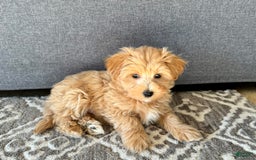Maltipoo dogs for sale: Gordie - Image 8