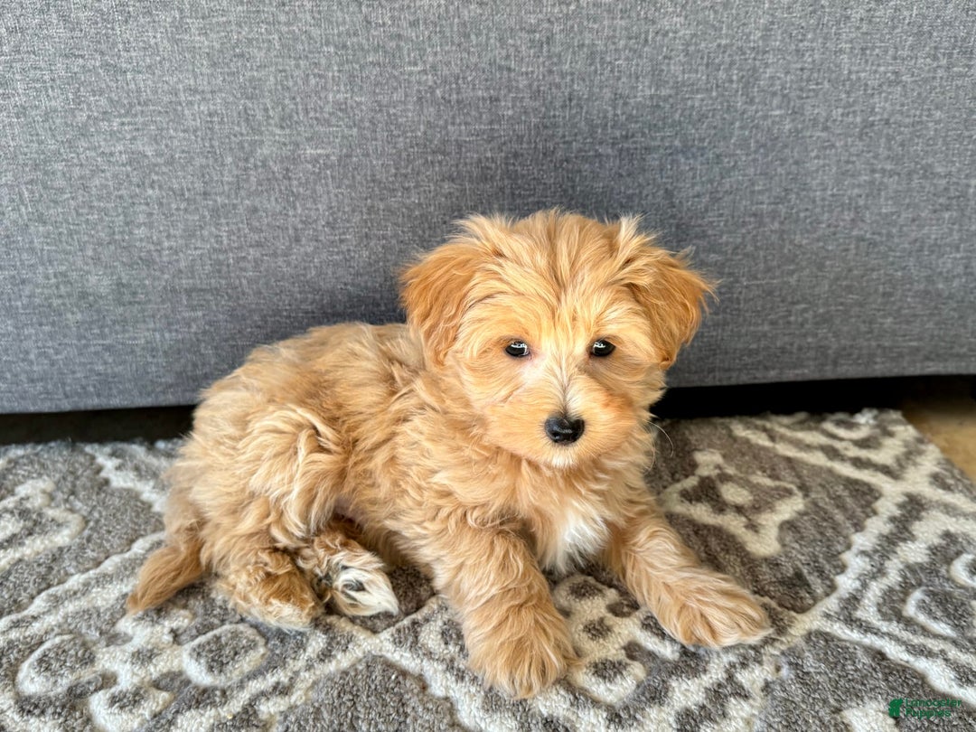 Maltipoo dogs for sale: Gordie - Image 8