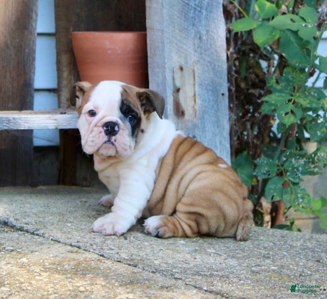 English Bulldog dogs for sale: Wendy - Image 14