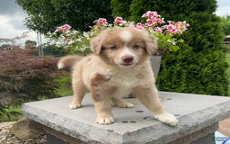 Australian Shepherd dogs for sale: Australian Shepherd 8 puppies - Image 2