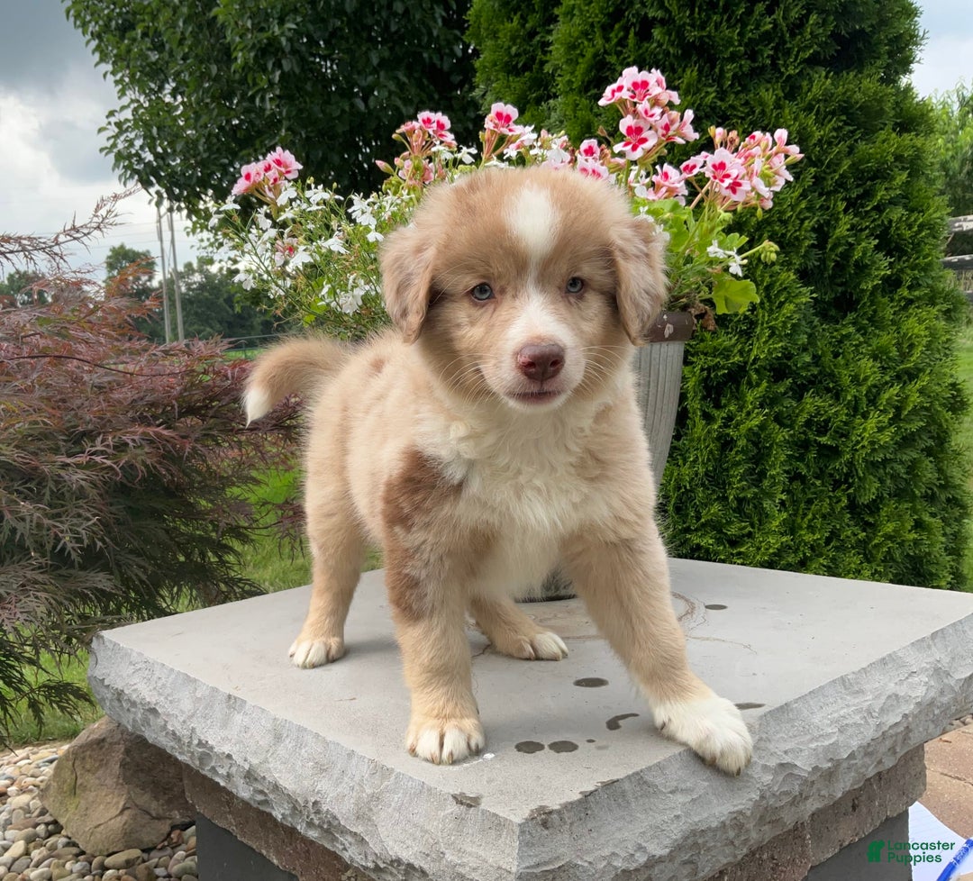 Australian Shepherd dogs for sale: Australian Shepherd 8 puppies - Image 2