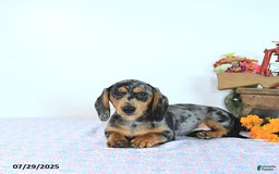 Miniature Dachshund dogs for sale: Tommy - Image 20