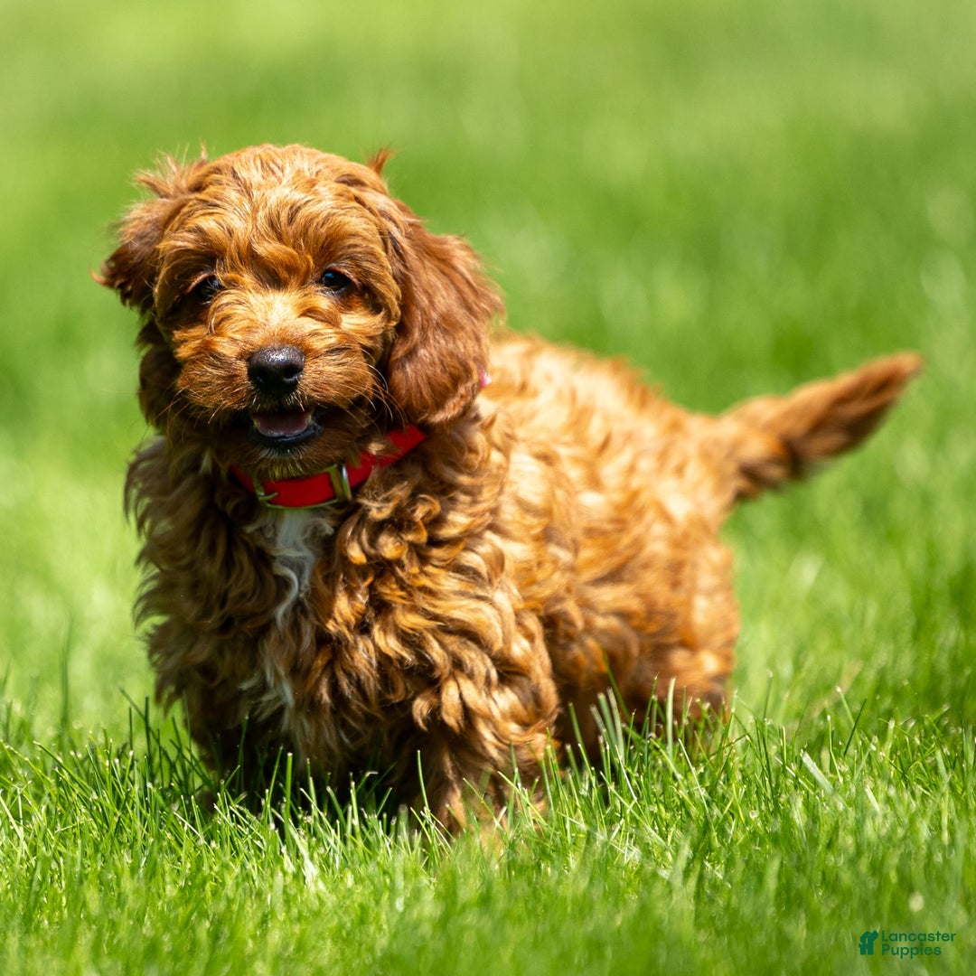 Goldendoodle dogs for sale: Alice - Image 7