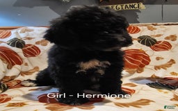Saint Berdoodles dogs for sale: Hermione - Image 1
