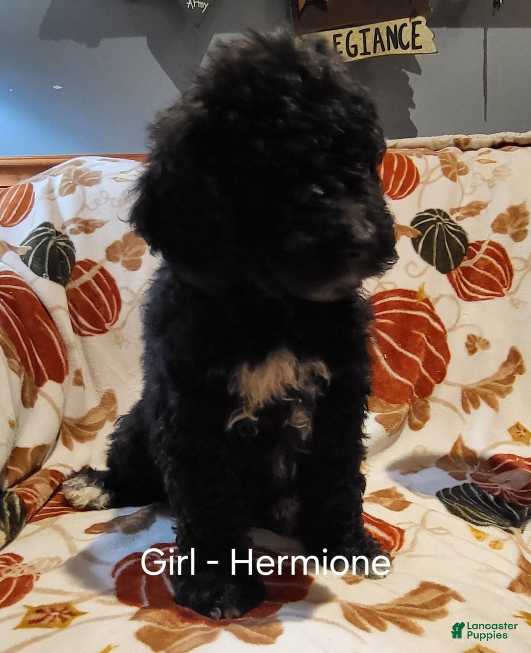 Saint Berdoodles dogs for sale: Hermione - Image 1