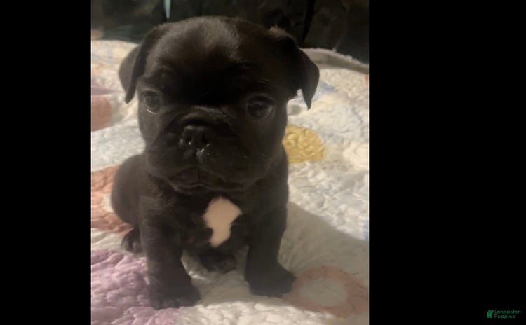 French Bulldog dogs for sale - Ad 1